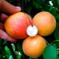 Саженец абрикоса "NJA 19" Саженец абрикоса "NJA 19"