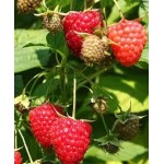 Саженец малины "Химбо Топ" Саженец малины "Химбо Топ"